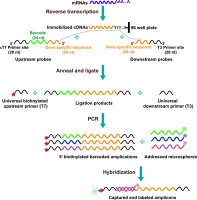 High-Throughput Strategies for the Discovery of Anticancer Drugs by Targeting Transcriptional Reprogramming